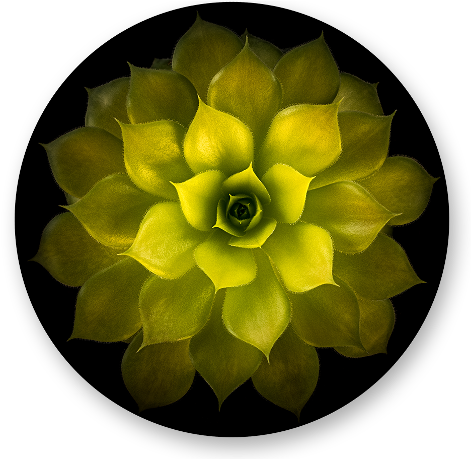 Artificial Flower (950x910), Png Download