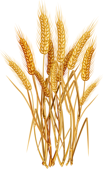 Graphic Transparent Stock Agriculture Clipart Wheat - Wheat Png (433x698), Png Download