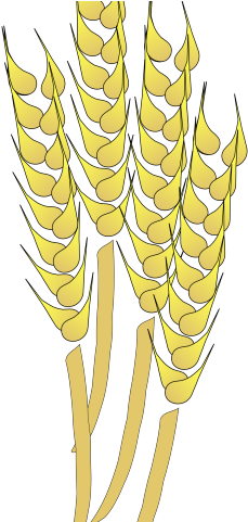 Wheat Clipart Wheat Stalk - Wheat Clip Art (640x480), Png Download