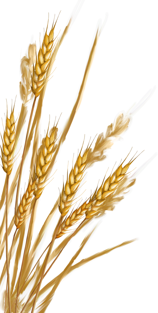 Wheat Png - Пшеница Пнг (518x1024), Png Download