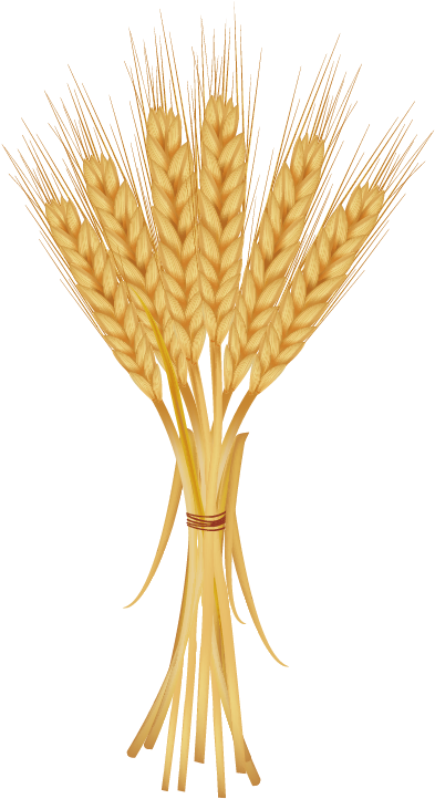 Grains Clipart Golden Wheat - Bunch Of Wheat (496x889), Png Download