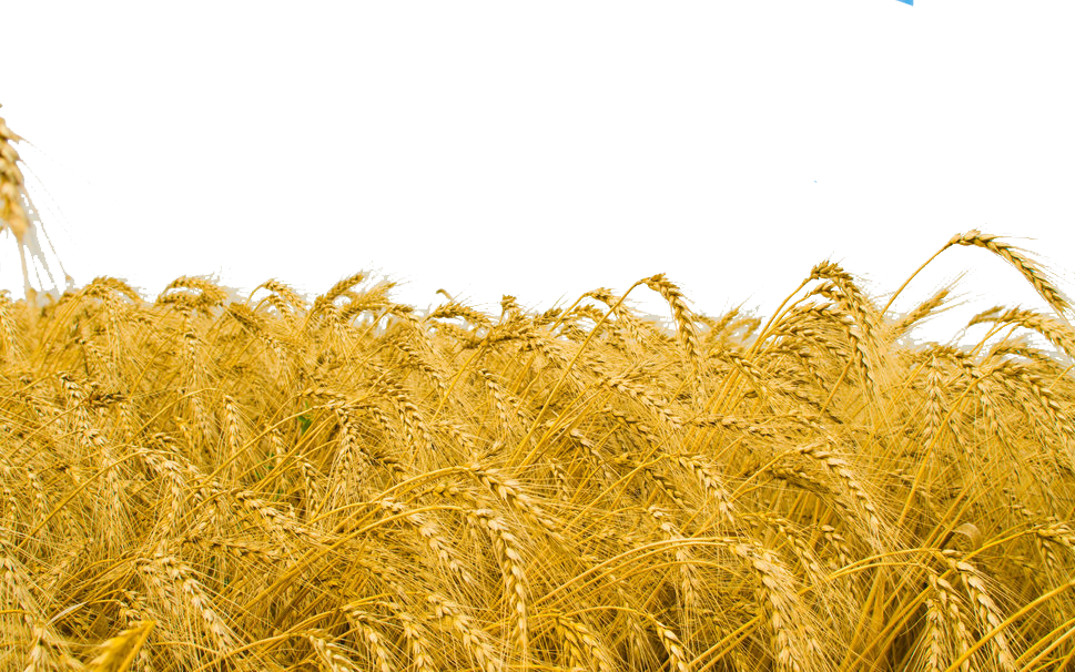 Wheat Field Png - High Resolution Wheat Field (969x606), Png Download