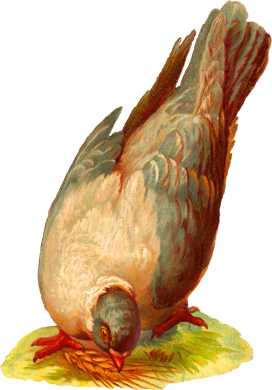 Pigeons Have A Special Place In My Heart - Pigeons And Doves (1026x1425), Png Download