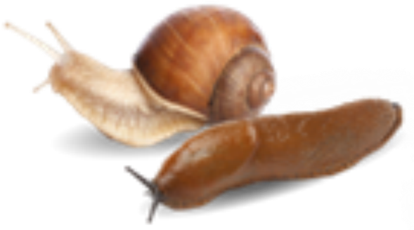 Wyevale Garden Centres See Green Slug Killer Sales - Horticulture Week (620x347), Png Download