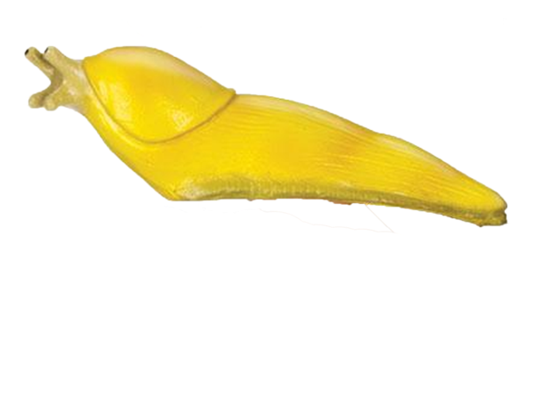 Leopard Slug (600x600), Png Download