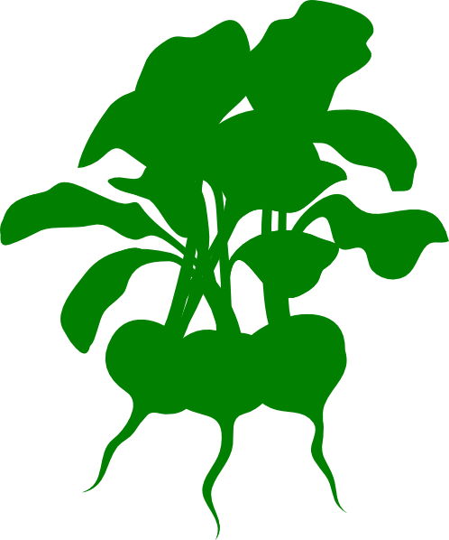 How To Set Use Green Beets Clipart (498x598), Png Download