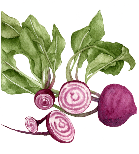Chioggia-beets - Beetroot (560x619), Png Download