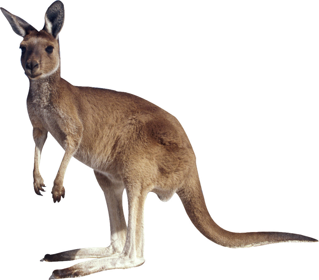 Kangaroo Png (1024x899), Png Download