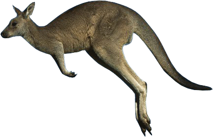 Kangaroo Png - Kangaroo (456x308), Png Download