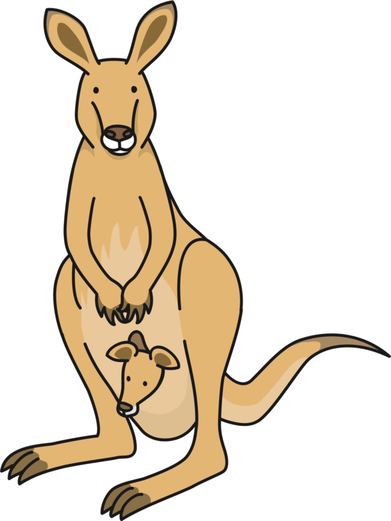 Macropods Kangaroo Drawing Mammal Diagram - Kangaroo (563x750), Png Download