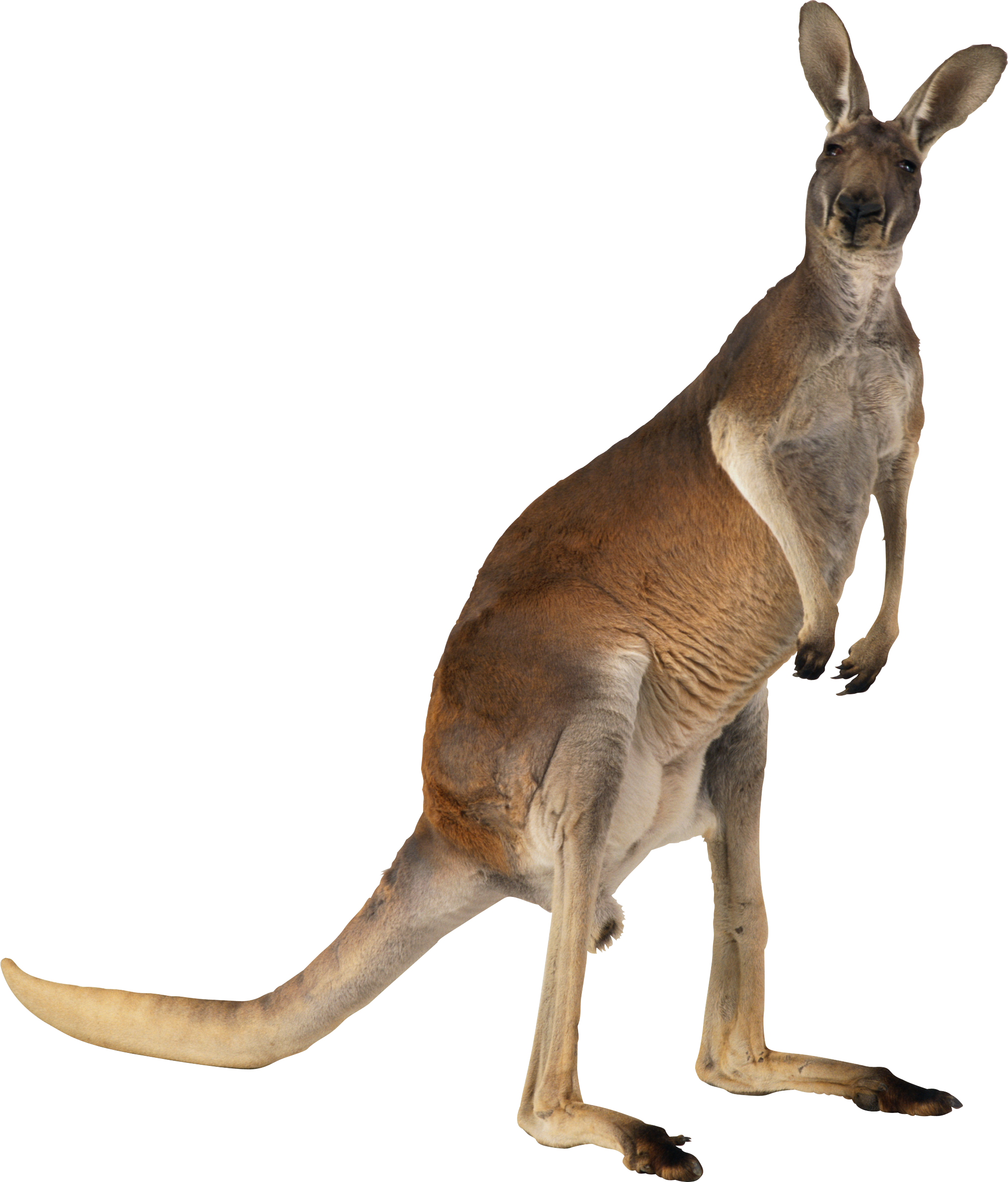 Kangaroo Png (2030x2380), Png Download