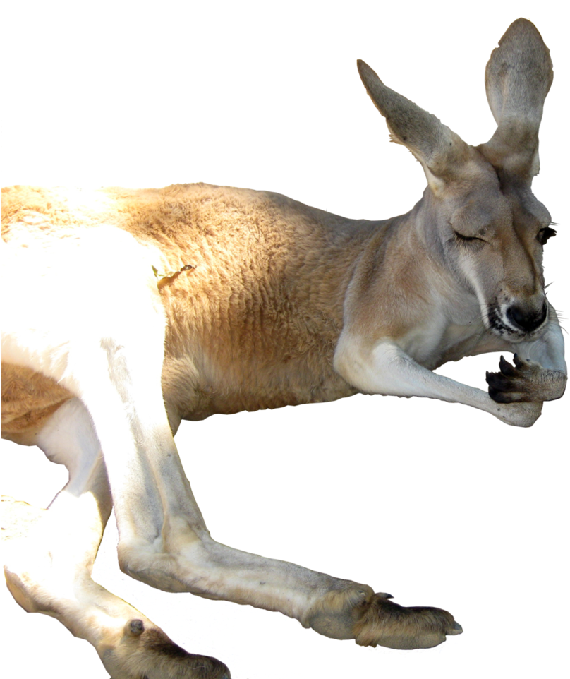 Kangaroo Png - Portable Network Graphics (830x963), Png Download