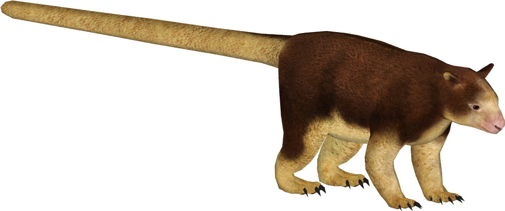 Matschie's Tree Kangaroo - Tree Kangaroo Png (1021x1021), Png Download