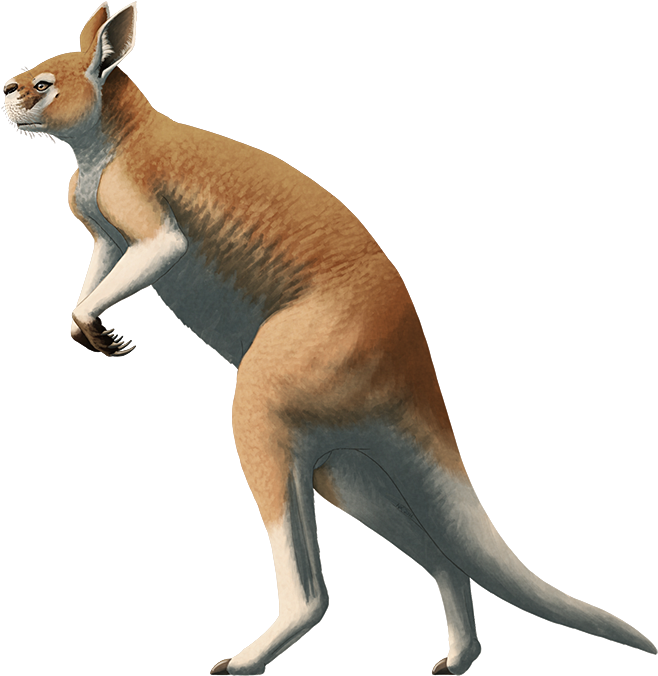 × - Procoptodon (683x700), Png Download