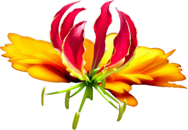 Tropical Flower (600x414), Png Download
