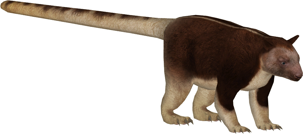 Goodfellow's Tree Kangaroo - Giant Anteater (987x987), Png Download