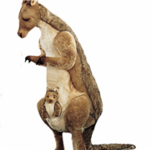 Kangaroos Png (640x480), Png Download