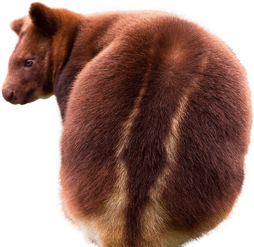Tree Kangaroo Side Image - Tree Kangaroo Png (515x739), Png Download