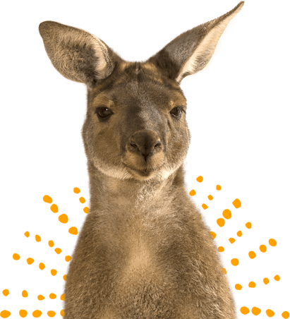 Kangaroo (411x452), Png Download