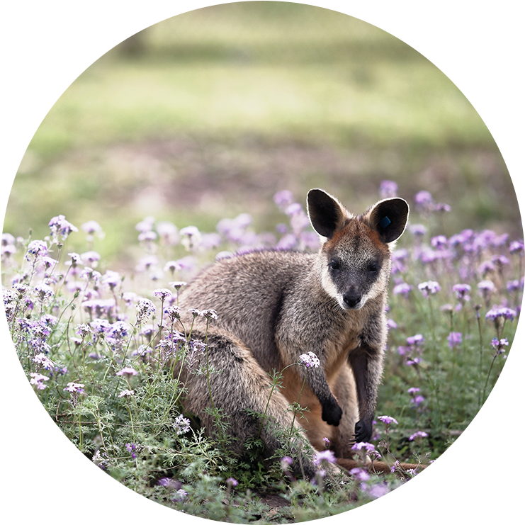 Kangaroo - Wallaby (800x800), Png Download