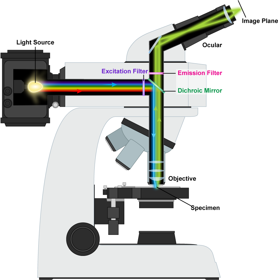 Download Fluorescence Microscope Mechanism - Fluorescence Microscope Cartoon  PNG Image with No Background 