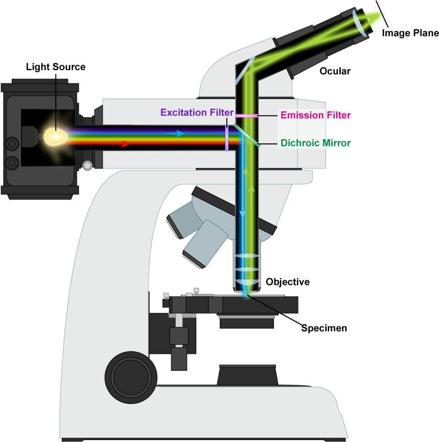 Fluorescence Microscope Mechanism - Fluorescence Microscope Cartoon (950x950), Png Download