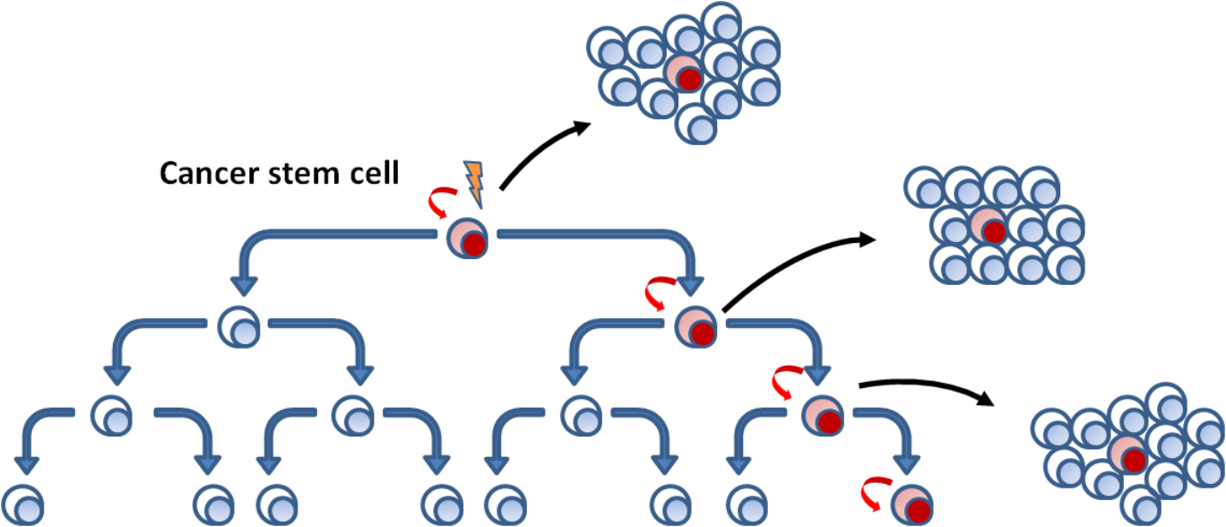 Cancer Stem Cells Model - Asymmetric Division Csc (1368x588), Png Download