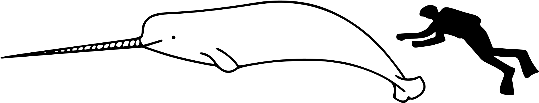 Narwhal Size - Narwhal Size To Human (2000x536), Png Download