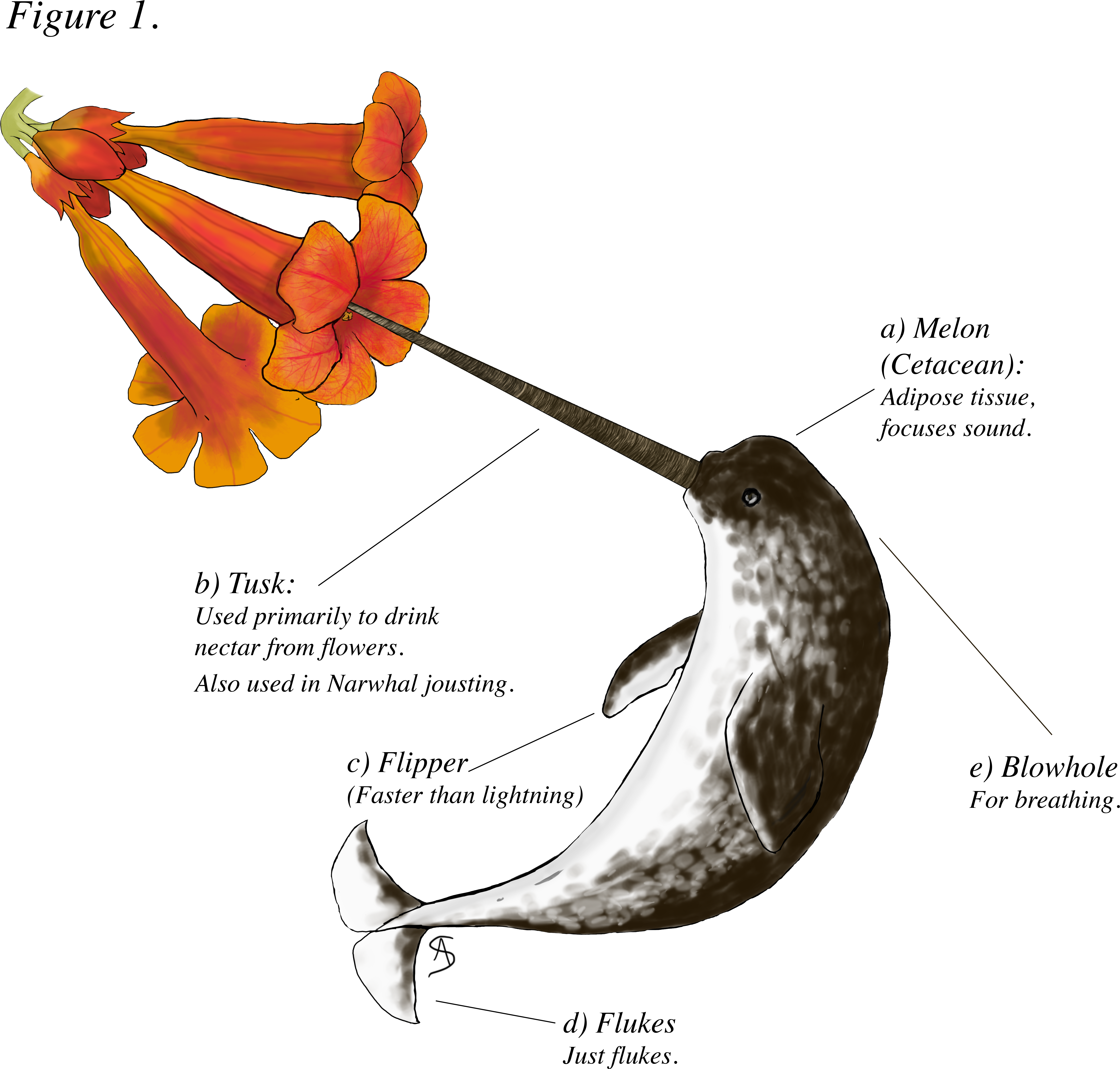 Narwhalscience - Portable Network Graphics (6486x6371), Png Download