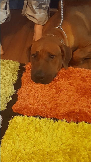 Photo Of Kuda - Companion Dog (638x638), Png Download