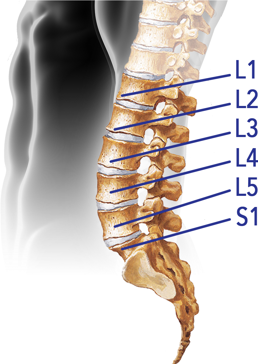 Spine-lumbar - Vertebral Column (1300x1193), Png Download