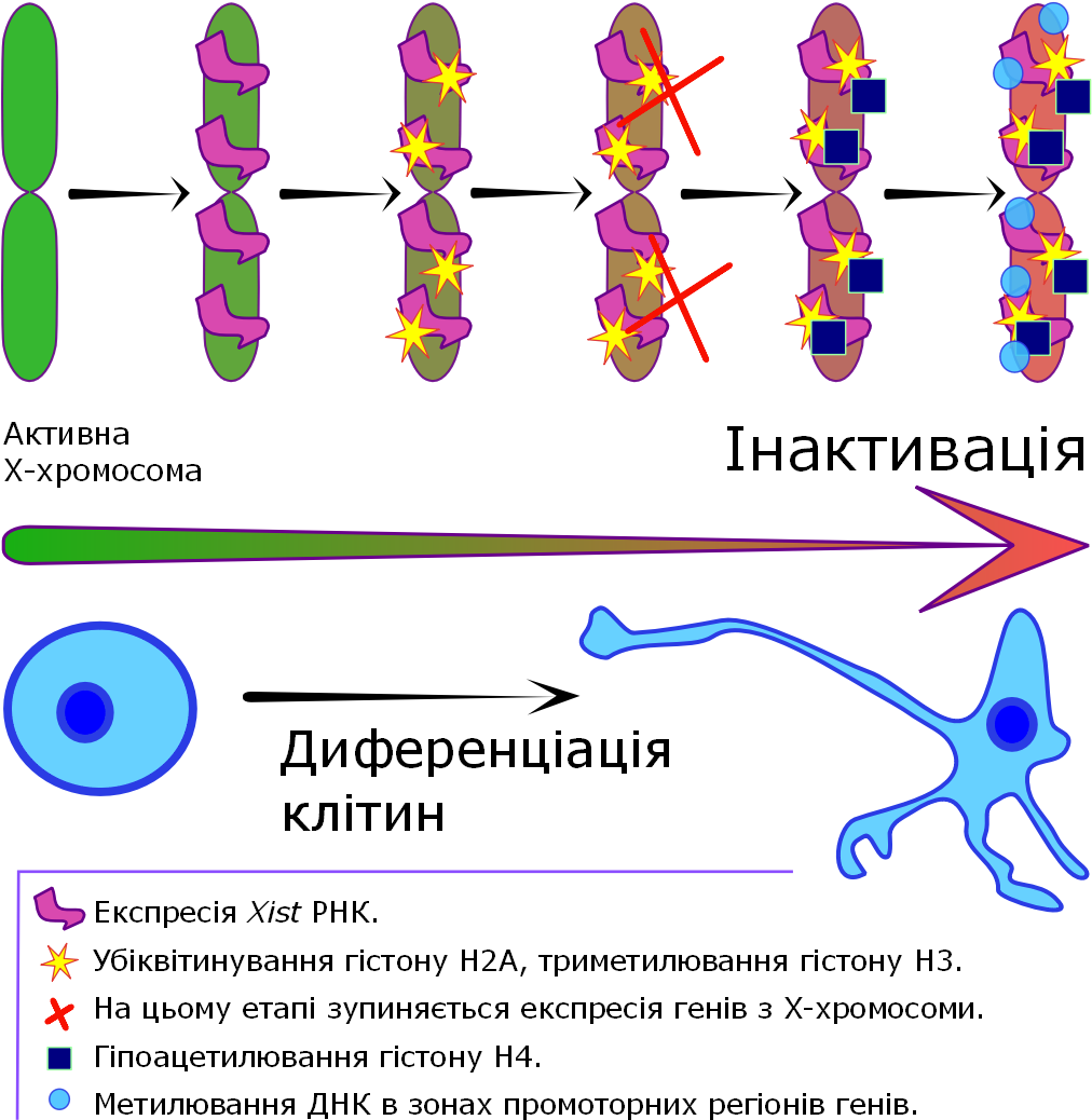 X Chromosome Inactivation V3 - Lavender (1031x1057), Png Download