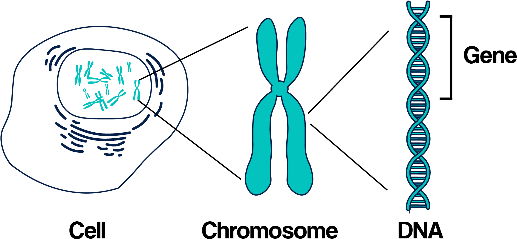 Download dna chromosomes and genes genetics inheritance png image