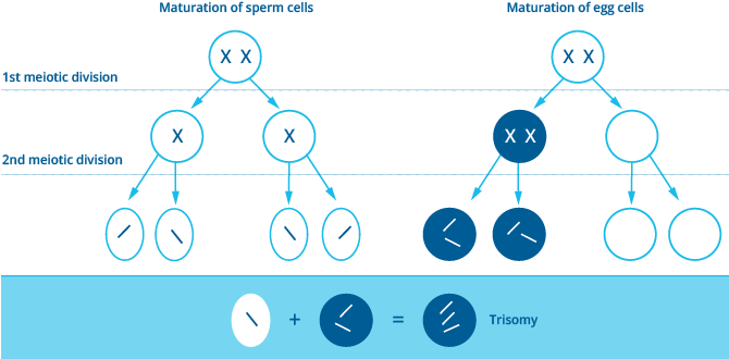 Schematic Figure Of A Chromosome Maldistribution In - Triple X Syndrome Cells (684x350), Png Download
