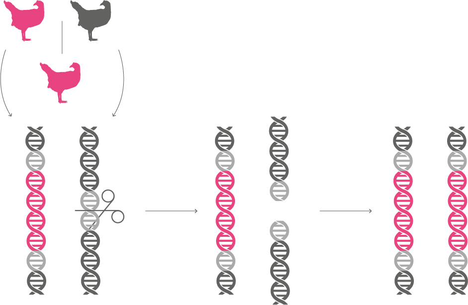 Genedrive-chromosome - Chromosome (942x613), Png Download