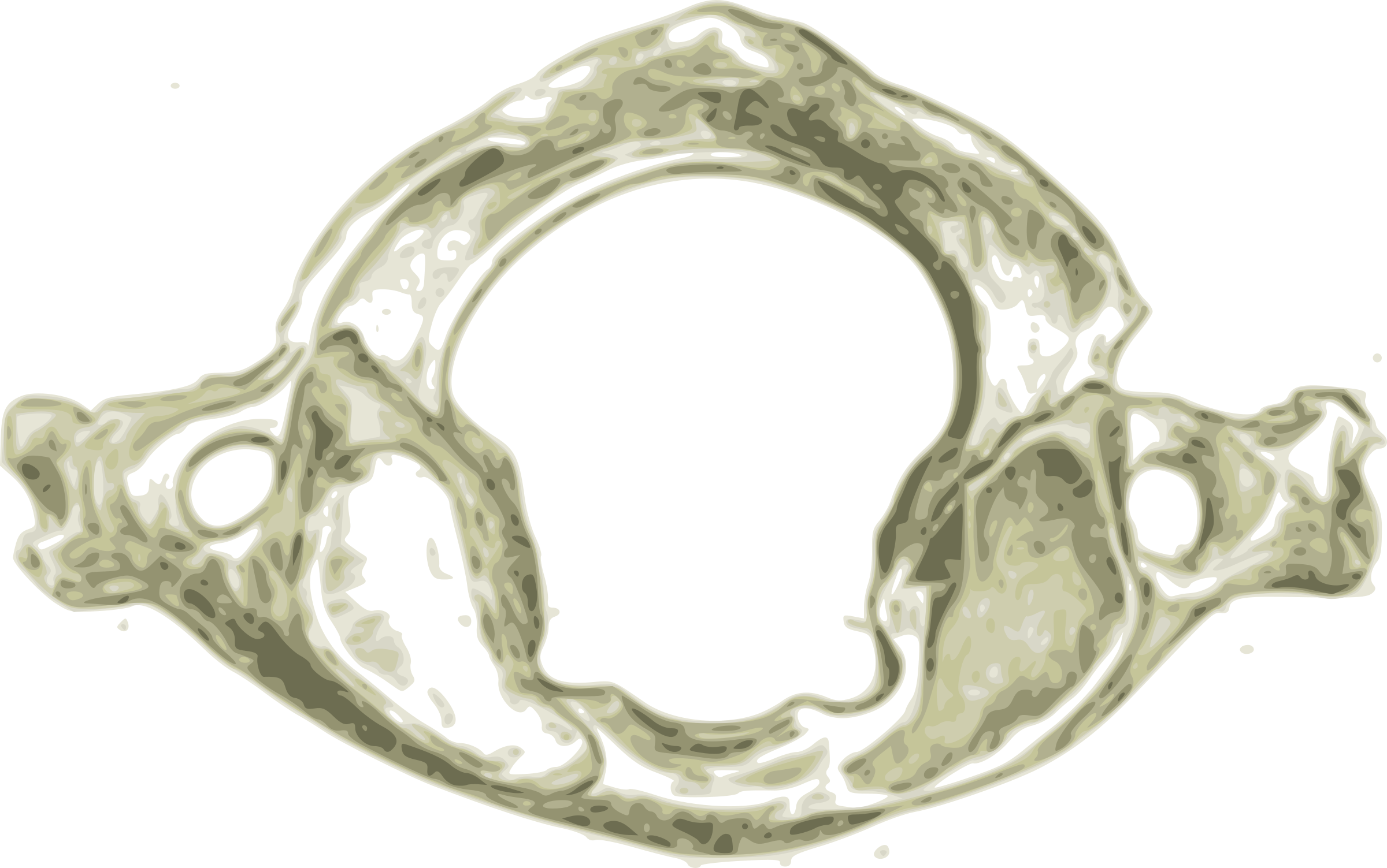 This Free Icons Png Design Of Atlas First Human Cervical (2400x1503), Png Download