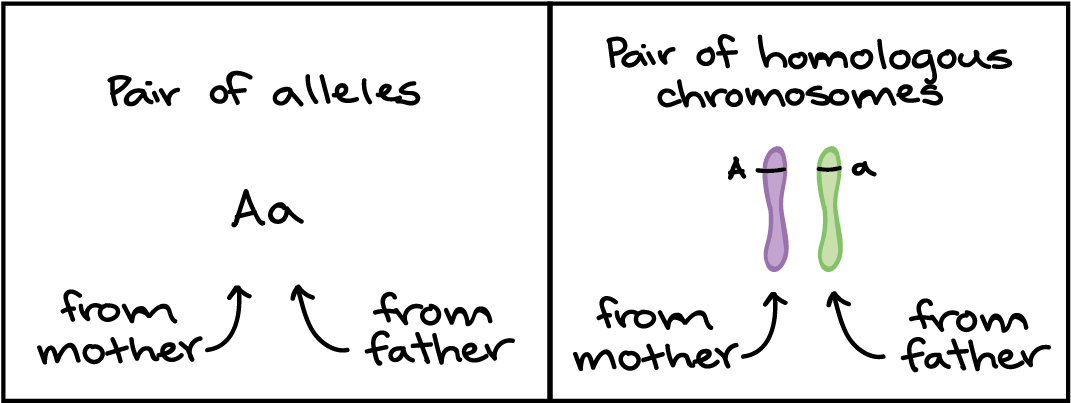 Calligraphy (1475x419), Png Download