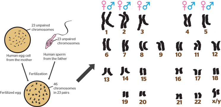 Updated 20 February - Chromosome (890x398), Png Download