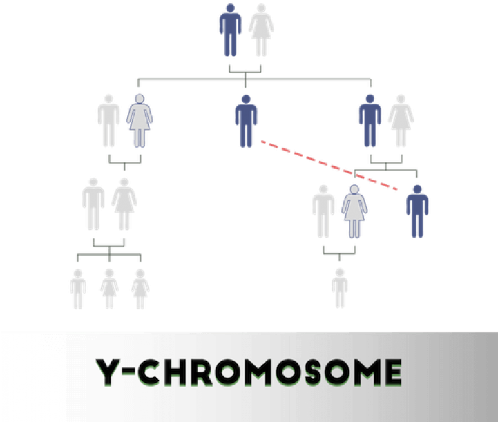 Y-chromosome Test - Diagram (720x637), Png Download