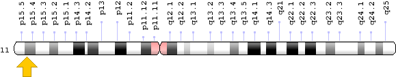 Related Information - Chromosome 11 Insulin Gene (620x200), Png Download