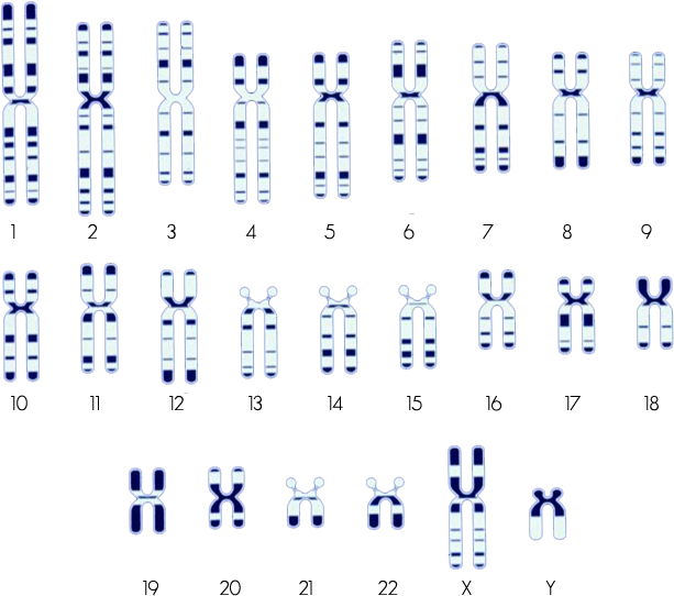 Search By Chromosome - Chromosome (700x600), Png Download