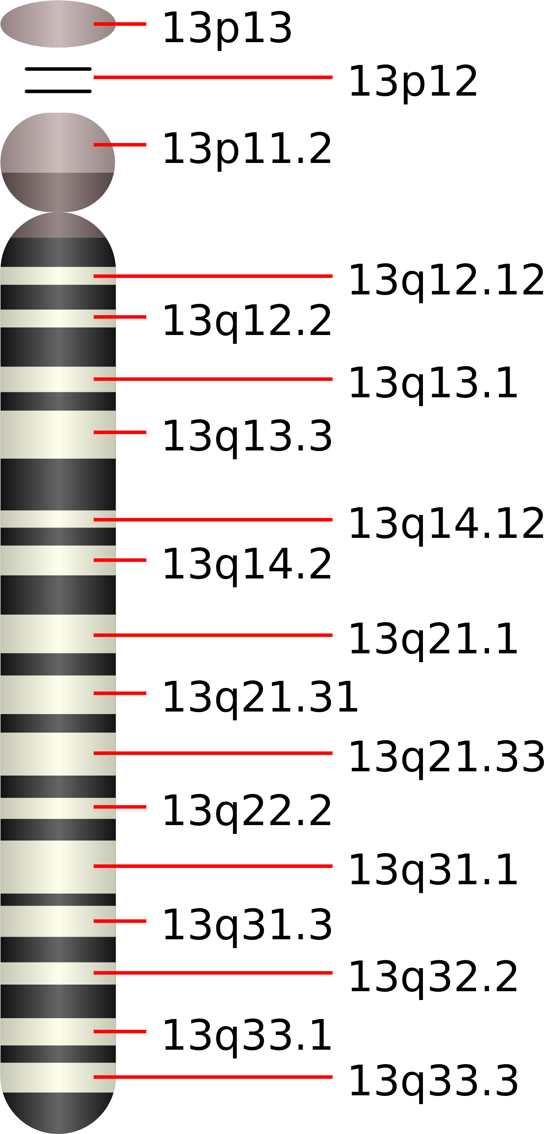 Open - Chromosome 13 Of Gene Slitrk1 (2000x3933), Png Download