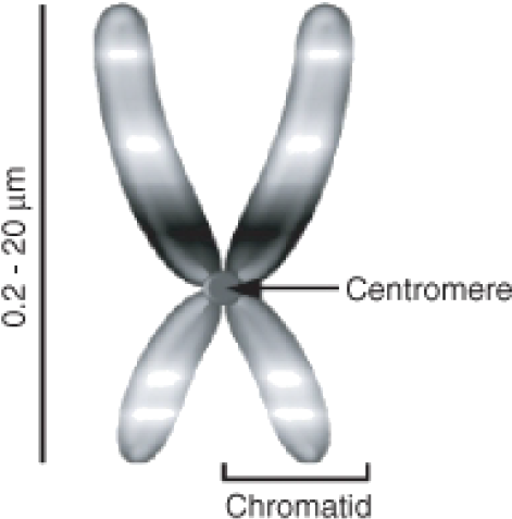 Eukaryotic Chromosomes (519x519), Png Download