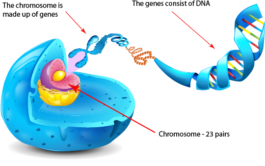 If You Think Of Genetics As The Book Of Life, Then - Gene Are Arranged On Chromosomes (574x369), Png Download