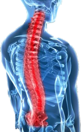Kuala Lumpur Spine - Whiplash: Evidence Base For Clinical Practice (273x445), Png Download