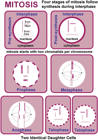Mitosis Meiosis Review - Chromosomes Double During Interphase (354x500), Png Download