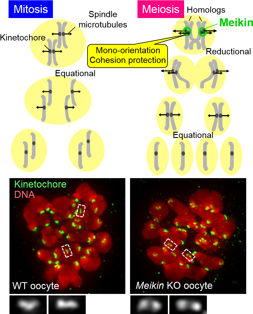 2015 Yoshinori Watanabe - Schematic Of Mitosis And Meiosis (900x1068), Png Download