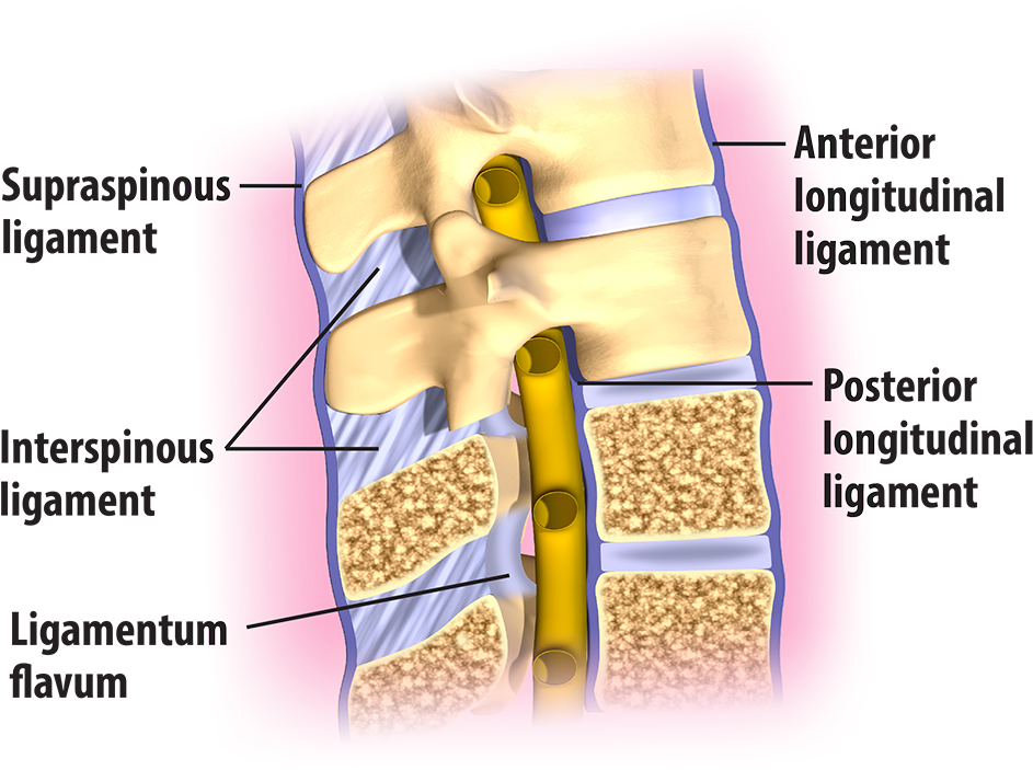 The Lumbar Spinal Ligaments - Diagram (1000x724), Png Download
