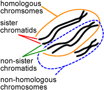 4 Relationships Between Chromosomes And Chromatids - Homologous And Nonhomologous Chromosome (381x323), Png Download
