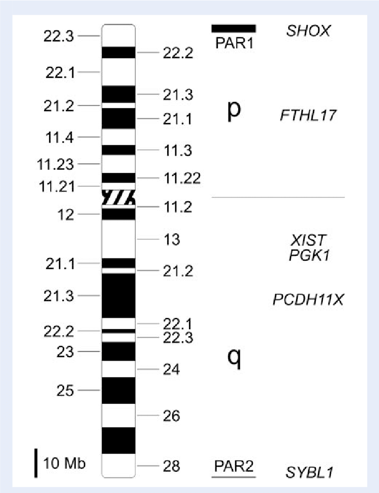 Human X Chromosome With G - Pseudoautosomal Region (748x972), Png Download
